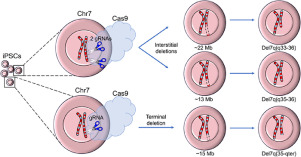 Engineering of targeted megabase-scale deletions in human induced pluripotent stem cells