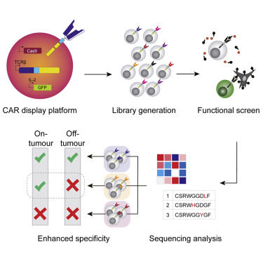 A Functional Screening Strategy for Engineering Chimeric Antigen Receptors with Reduced On-Target, Of