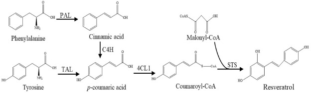 De novo production of resveratrol from glycerol by engineering different metabolic pathways in Yarrow