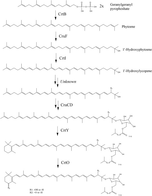 Engineering the carotenoid biosynthetic pathway in Rhodothermus marinus for lycopene production  Auth