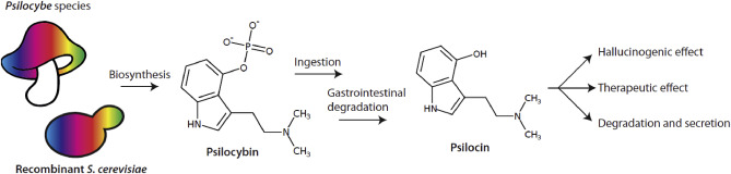 Metabolic engineering of Saccharomyces cerevisiae for the de novo production of psilocybin and relate