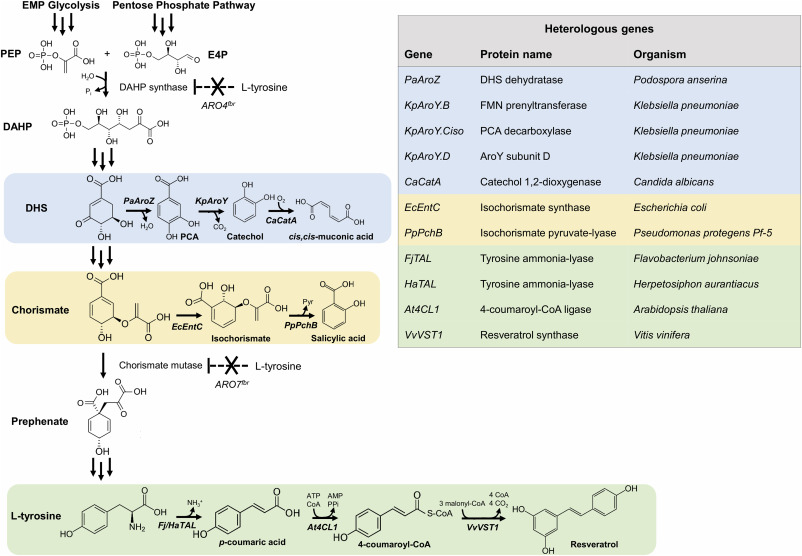 Engineering the oleaginous yeast Yarrowia lipolytica for high-level resveratrol production