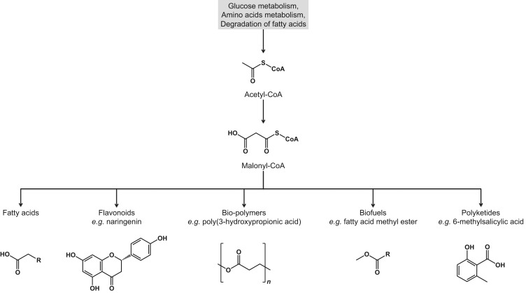 Design and application of genetically-encoded malonyl-CoA biosensors for metabolic engineering of mic