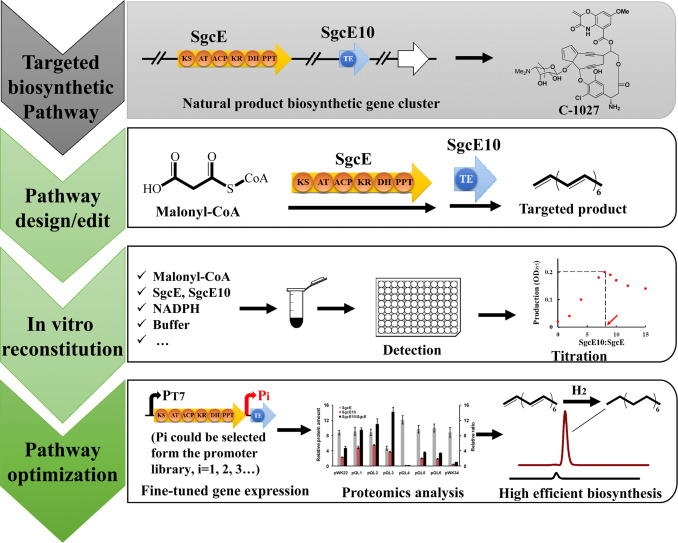 Rational synthetic pathway refactoring of natural products biosynthesis in actinobacteria