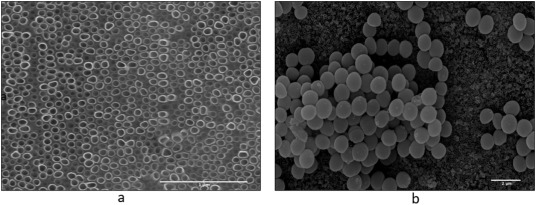 Functionalization of titanium dioxide nanotubes with biomolecules for biomedical applications