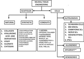 Biomaterials and cells for neural tissue engineering: Current choices