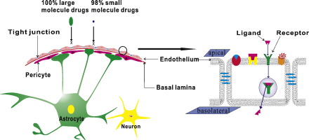 Non-invasive approaches for drug delivery to the brain based on the receptor mediated transport