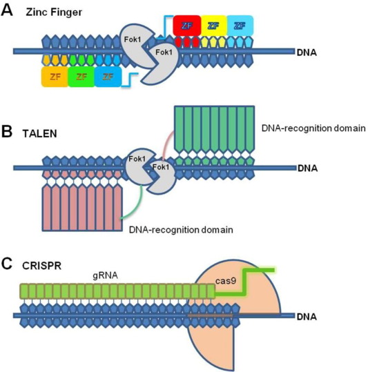 A review on advanced methods in plant gene targeting