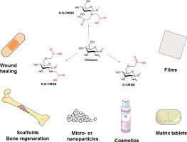 An overview of carboxymethyl derivatives of chitosan: Their use as biomaterials and drug delivery sys