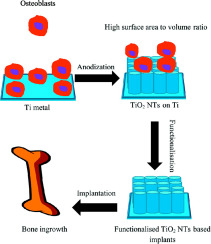 A review of TiO2 NTs on Ti metal: Electrochemical synthesis, functionalization and potential use as b