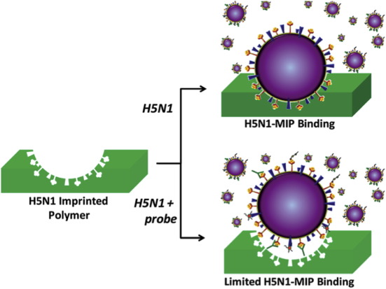 Molecularly imprinted polymer for human viral pathogen detection