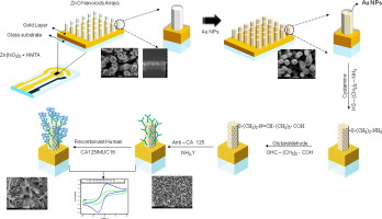 Electrochemical immunosensor based on ZnO nanorods-Au nanoparticles nanohybrids for ovarian cancer an