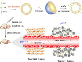 Ursolic acid liposomes with chitosan modification: Promising antitumor drug delivery and efficacy