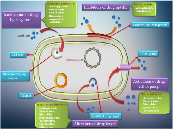 Anti-bacterial activity of graphene oxide as a new weapon nanomaterial to combat multidrug-resistance