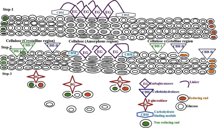 Microbial cellulases – Diversity & biotechnology with reference to mangrove environment: A revi