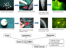 Strategies for delivering bone morphogenetic protein for bone healing