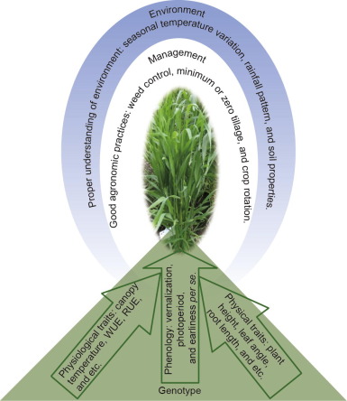 Developing Wheat for Improved Yield and Adaptation Under a Changing Climate: Optimization of a Few Ke