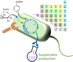 Pseudomonas putida as a functional chassis for industrial biocatalysis: From native biochemistry to t