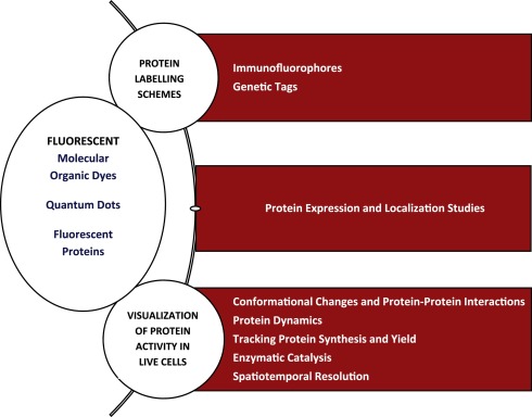 Nanoscale gizmos – the novel fluorescent probes for monitoring protein activity