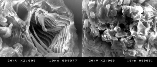 Study on the use of banana peels for oil spill removal