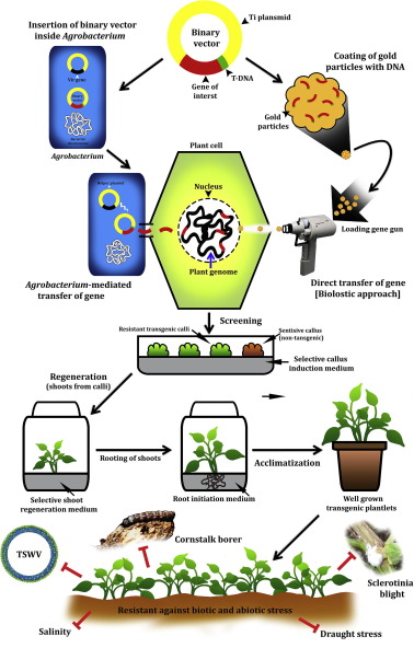 Transgenic approaches for genetic improvement in groundnut (Arachis hypogaea L.) against major biotic