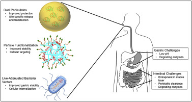 Oral non-viral gene delivery for applications in DNA vaccination and gene therapy