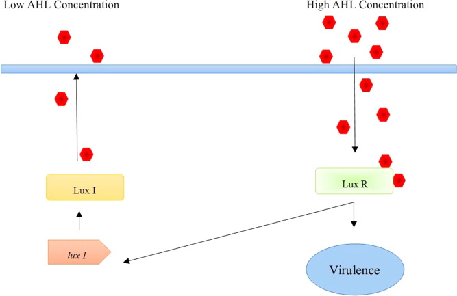 Quorum sensing intervened bacterial signaling: Pursuit of its cognizance and repression