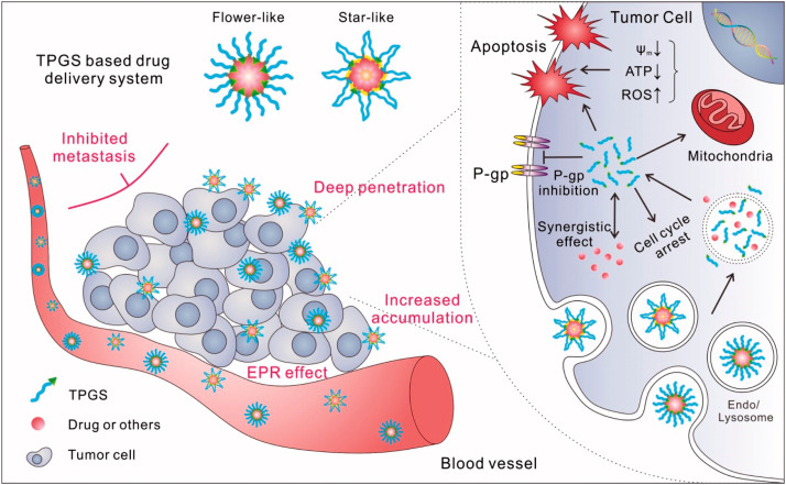 Paclitaxel loaded vitamin E-TPGS nanoparticles for cancer therapy