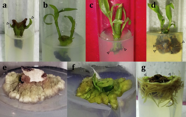 n vitro biotechnological advancements in Malabar nut (Adhatoda vasica Nees): Achievements, status and