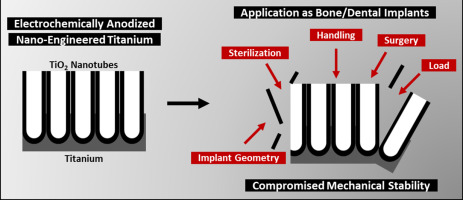 Understanding and augmenting the stability of therapeutic nanotubes on anodized titanium implants