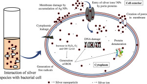 Do physico-chemical properties of silver nanoparticles decide their interaction with biological media