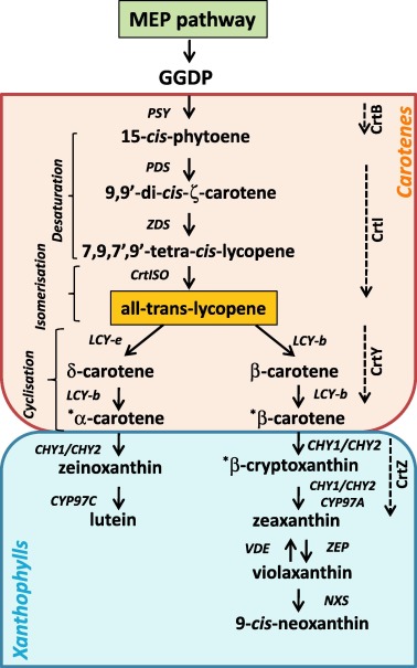 Elevated carotenoids in staple crops: The biosynthesis, challenges and measures for target delivery