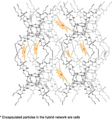 Selected developments and medical applications of organic–inorganic hybrid biomaterials based on fu