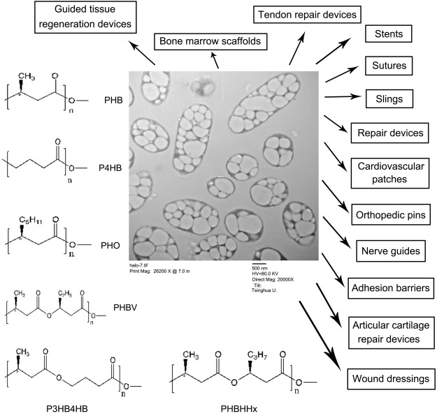 Polyhydroxyalkanoates (PHA) for therapeutic applications