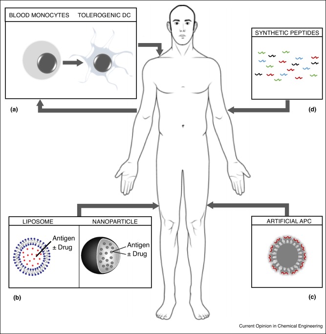 Designing antigens for the prevention and treatment of autoimmune diseases