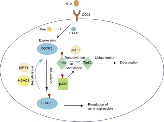 FOXP3 and Its Cofactors as Targets of Immunotherapies