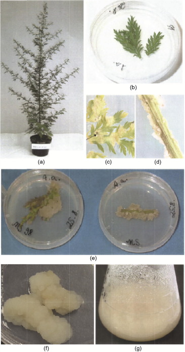 Biotechnology Applications of Plant Callus Cultures