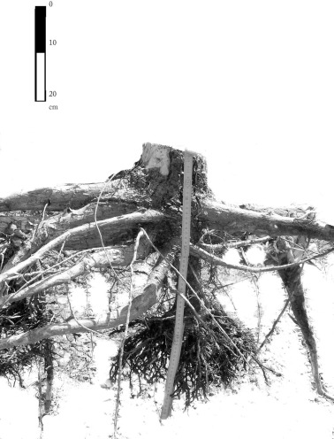 Tree species selection and reaction to mine soil reconstructed at reforested post-mine sites: Central