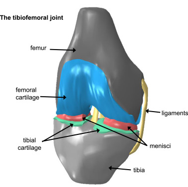 Finite element models of the tibiofemoral joint: A review of validation approaches and modelling chal