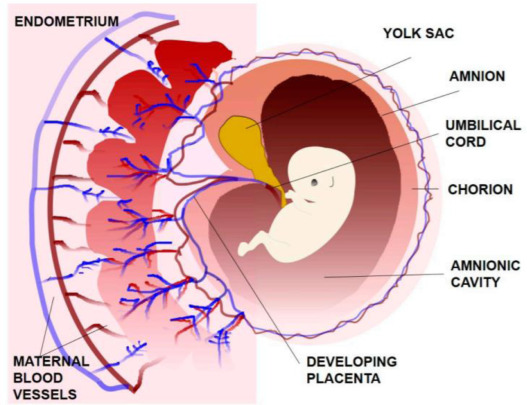 A cybernetic framework for predicting preterm and enhancing care strategies: A review