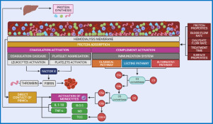 Structure, function, and adsorption of highly abundant blood proteins and its critical influence on h