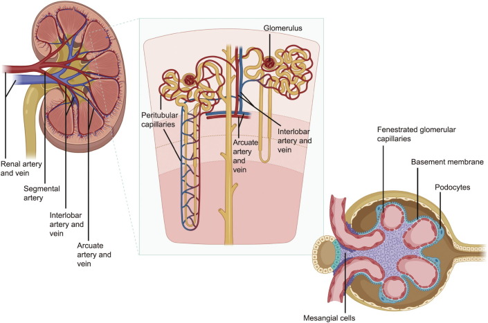 Leading Approaches to Vascularize Kidney Constructs in Tissue Engineering