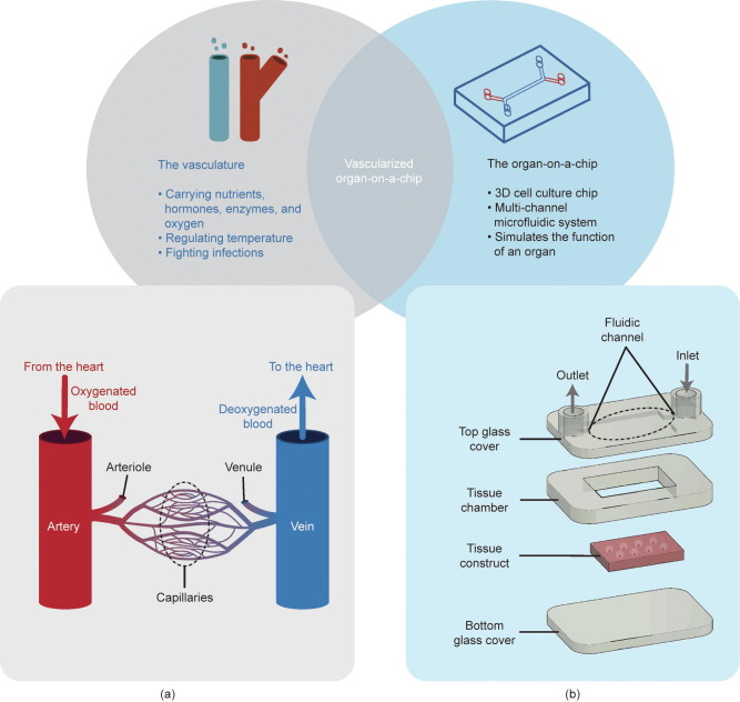 Engineered Vasculature for Organ-on-a-Chip Systems