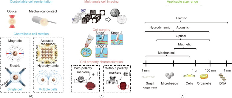 Rotation of Biological Cells: Fundamentals and Applications