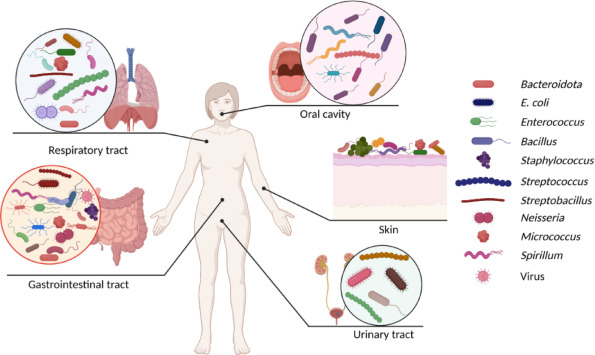 Methods of DNA introduction for the engineering of commensal microbes