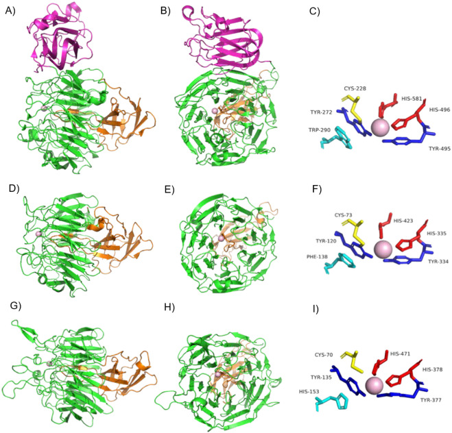 Copper-radical oxidases: A diverse group of biocatalysts with distinct properties and a broad range o