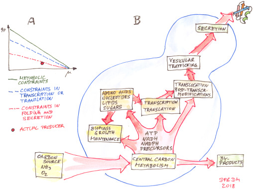 Metabolic engineering of Pichia pastoris