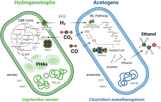 Advances in systems metabolic engineering of autotrophic carbon oxide-fixing biocatalysts towards a c