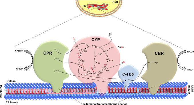 Functional expression and regulation of eukaryotic cytochrome P450 enzymes in surrogate microbial cel