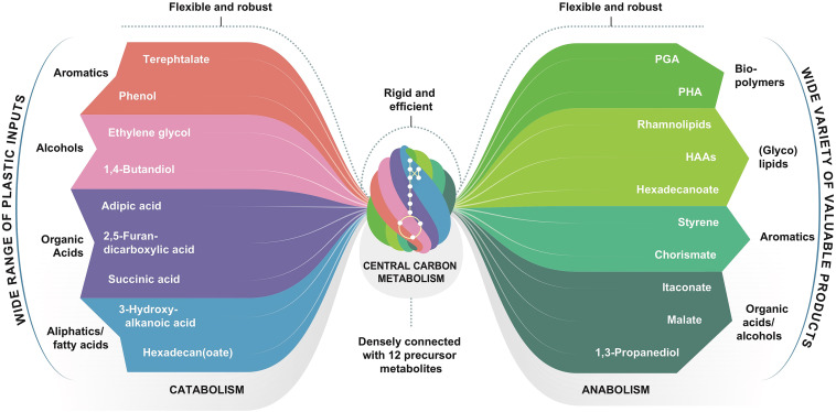 The metabolic potential of plastics as biotechnological carbon sources – Review and targets for the